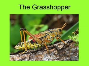 The Grasshopper Introduction Insects are arthropods with jointed