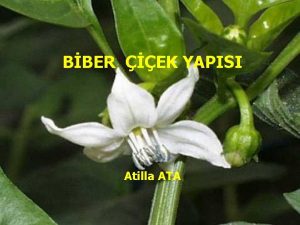 BBER EK YAPISI Atilla ATA Familya Solanaceae Cins