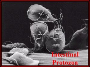 Giardia cyst and trophozoite