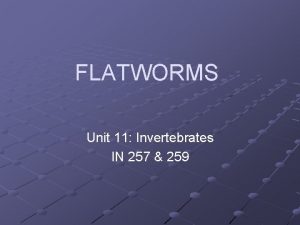 Flatworm