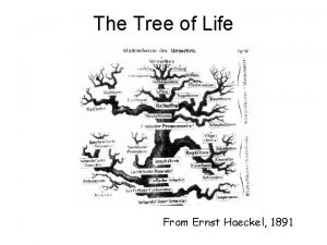 The Tree of Life From Ernst Haeckel 1891