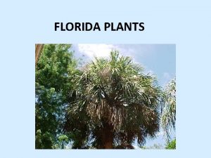FLORIDA PLANTS What is a native plant Plants