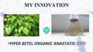 MY INNOVATION PIPER BETEL ORGANIC ANASTATIC INTRODUCTION DAUN