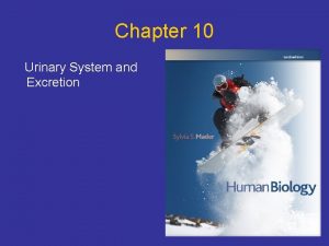 Chapter 10 Urinary System and Excretion Points to