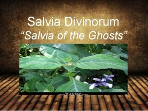 Salvia Divinorum Salvia of the Ghosts 1 Also