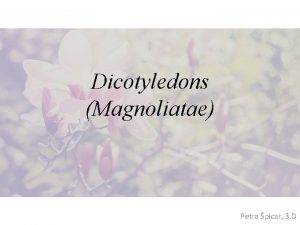 Dicotyledons Magnoliatae Petra picar 3 D Dicots Angiosperms