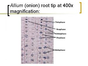 Allium onion root tip at 400 x magnification