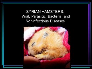 Hamsters syrian