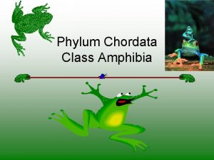 Phylum Chordata Class Amphibia 1 Class Amphibia A