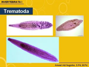 INVERTEBRATA I Trematoda Anwari Adi Nugroho S Pd