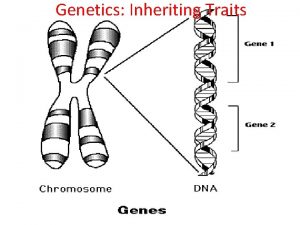 Genetics Inheriting Traits I Inheriting Traits A An