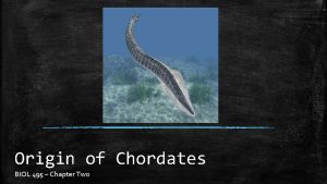 Ancestor of chordates