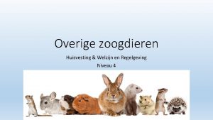 Overige zoogdieren Huisvesting Welzijn en Regelgeving Niveau 4