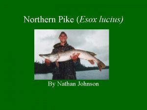 Northern Pike Esox lucius By Nathan Johnson Identification