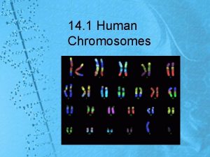 14 1 Human Chromosomes Karyotypes To find what