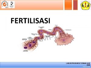 Fertilisasi