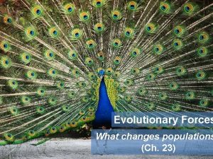 Evolutionary Forces What changes populations Ch 23 Forces