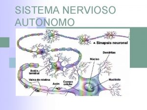 Divisiones del sistema nervioso