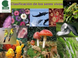 Importancia del reino protista Importancia del reino protista