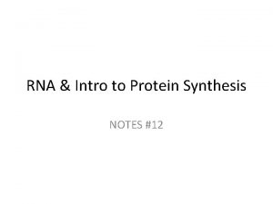 RNA Intro to Protein Synthesis NOTES 12 RNA