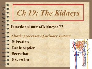 Ch 19 The Kidneys Functional unit of kidneys