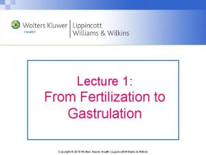 Lecture 1 From Fertilization to Gastrulation Copyright 2010