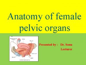 Anatomy of female pelvic organs Presented by Dr