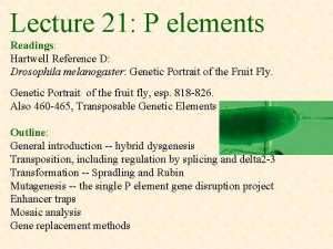 Lecture 21 P elements Readings Hartwell Reference D