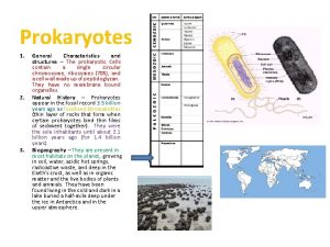 Domain bacteria characteristics