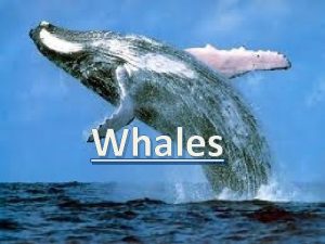 Whales Taxonomic Classification Kingdom Animalia Phylum Chordata Class