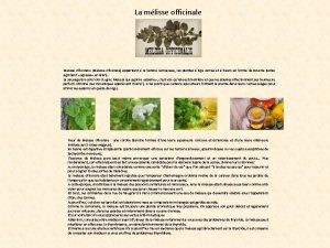 La mlisse officinale Melissa officinalis Mlisse officinale appartient