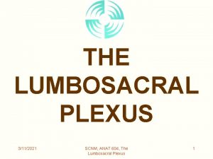 THE LUMBOSACRAL PLEXUS 3112021 SCNM ANAT 604 The