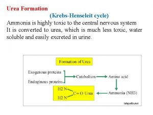 Urea Formation KrebsHenseleit cycle Ammonia is highly toxic