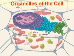 Organelles of the Cell Three Sections of the