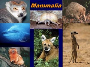 Mammalia Mammal Evolution Mammals are believed to have