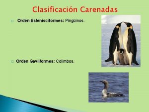 Aves carenadas Aves carenadas