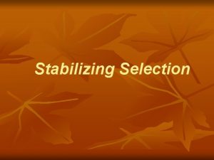 Stabilizing Selection Definition n Stabilizing selection is a