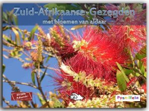 ZuidAfrikaanseGezegden met bloemen van aldaar s xMe e