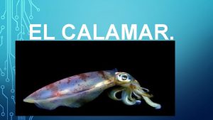 Datos curiosos de los calamares