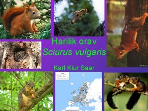 Harilik orav Sciurus vulgaris Karl Kiur Saar Vlimus