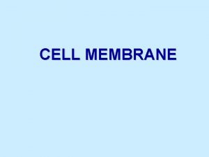 CELL MEMBRANE Cell Membrane Boundary that separates the