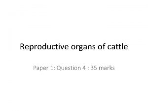 Cow reproductive anatomy