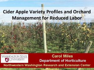 Cider Apple Variety Profiles and Orchard Management for