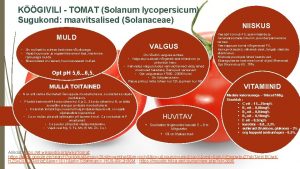 KGIVILI TOMAT Solanum lycopersicum Sugukond maavitsalised Solanaceae MULD