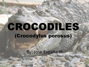 Crocs espaã±a