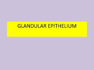 GLANDULAR EPITHELIUM Membrane epithelium becomes glandular epithelium when