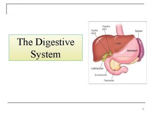 Structures of peritoneum