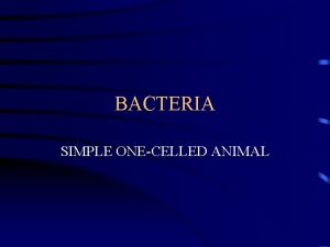 BACTERIA SIMPLE ONECELLED ANIMAL COCCI ROUND OR SPHERICAL