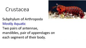 Crustacea Subphylum of Arthropoda Mostly Aquatic Two pairs