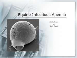 Equine Infectious Anemia Andrea Jensen Emily French Discovery